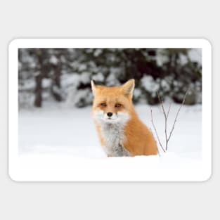 Red Fox - Algonquin Park Sticker